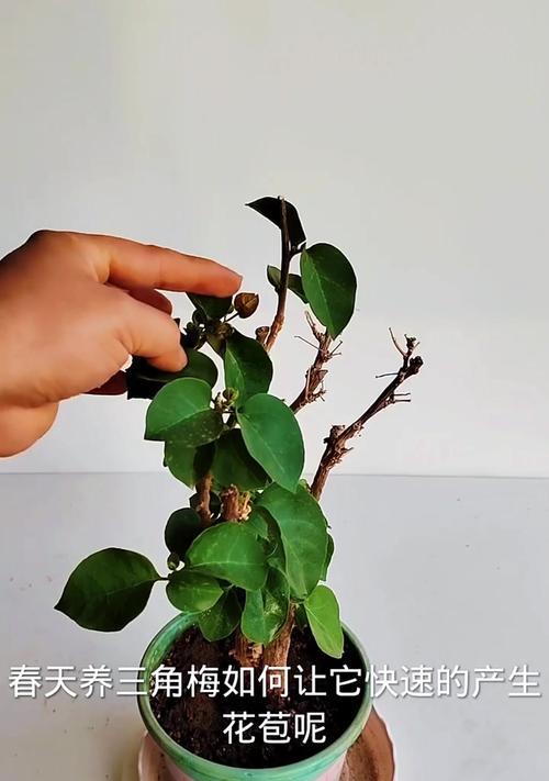 三角梅老桩如何催生新芽？