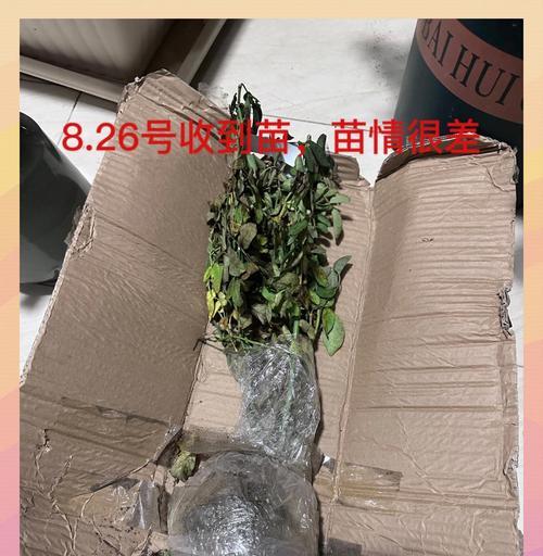高压月季上盆技巧是什么？怎样才能成功？