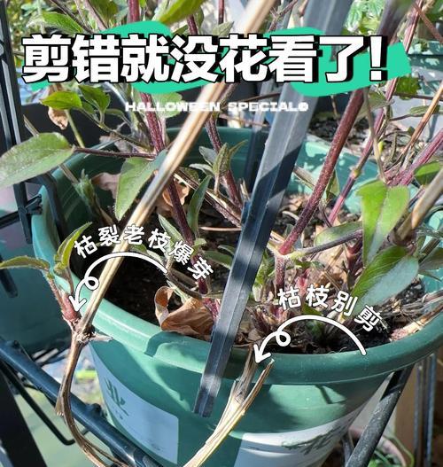 铁线莲爬藤种植的正确步骤是什么？