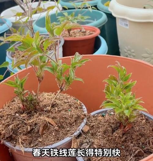 铁线莲爬藤种植的正确步骤是什么？