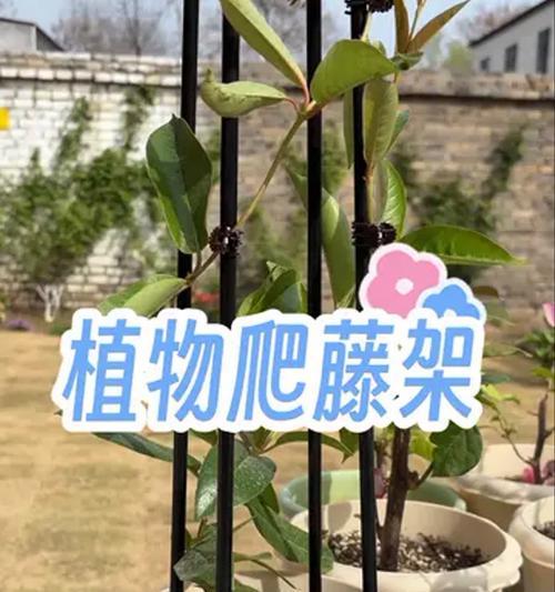 铁线莲爬藤种植的正确步骤是什么？