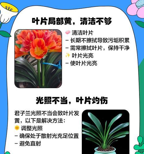 君子兰叶片发黄的原因有哪些？