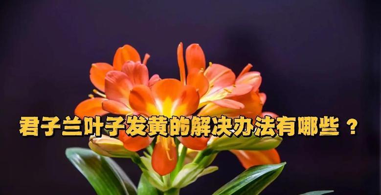 君子兰叶片发黄的原因有哪些？