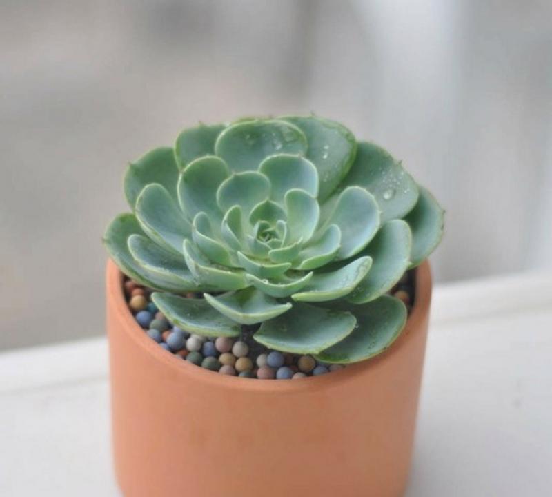 阳台种植的花卉有哪些名称？