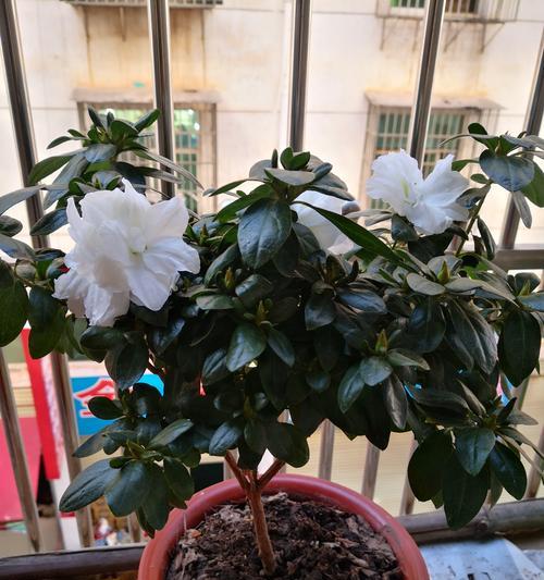 阳台种植的花卉有哪些名称？