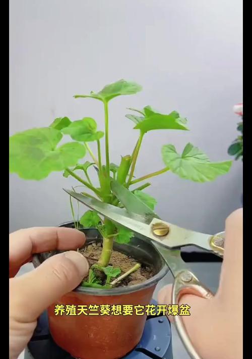 如何培养出花球超大的天竺葵？