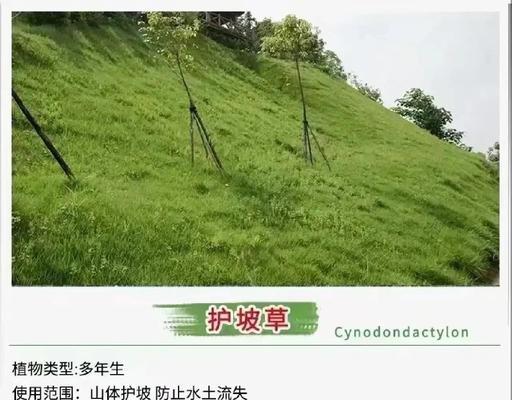 马莲草的最佳播种时间是什么时候？
