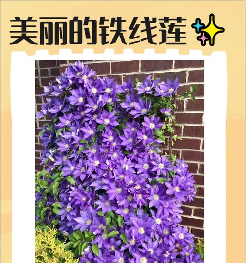 铁线莲涂色技巧有哪些？如何实现简单又漂亮的色彩效果？