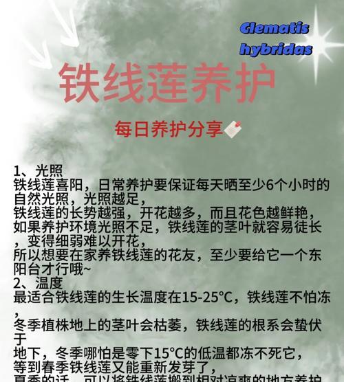 2月份铁线莲怎么养？如何进行有效的养护和管理？