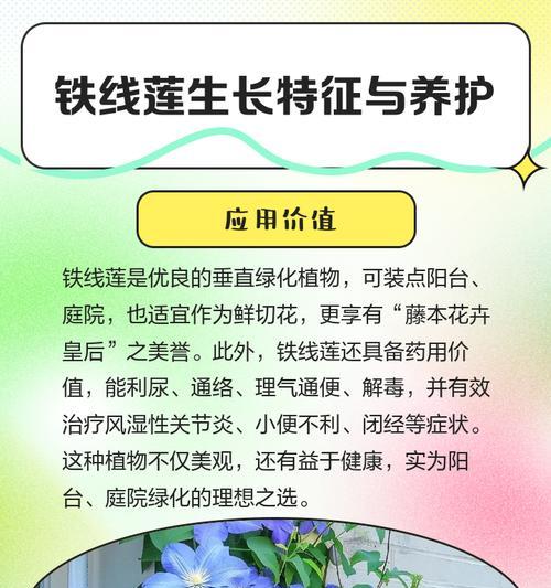 2月份铁线莲怎么养？如何进行有效的养护和管理？