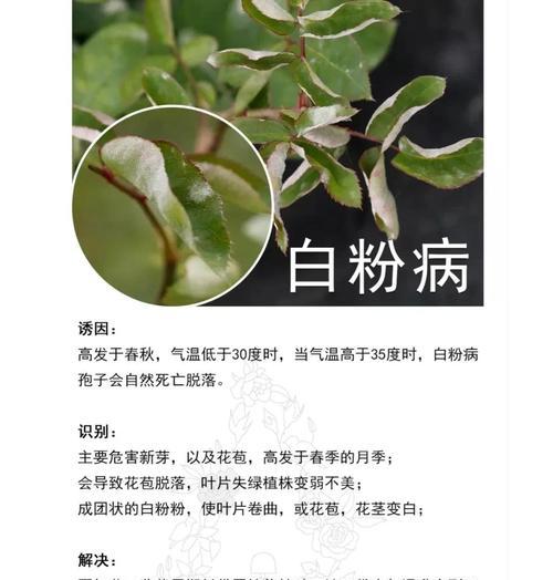 月季突然死苗的原因有哪些？