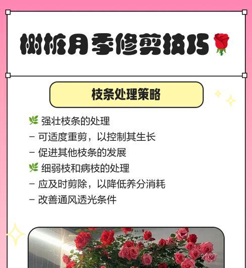 月季脱坑技巧是什么？