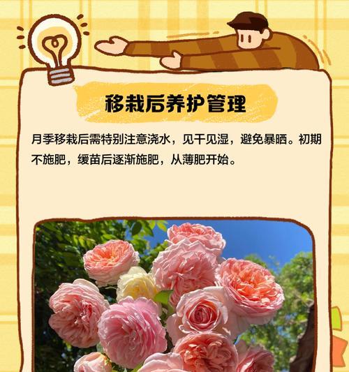 月季脱坑技巧是什么？