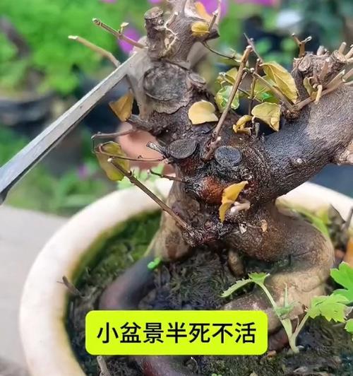 盆景如何从底部促进发枝？