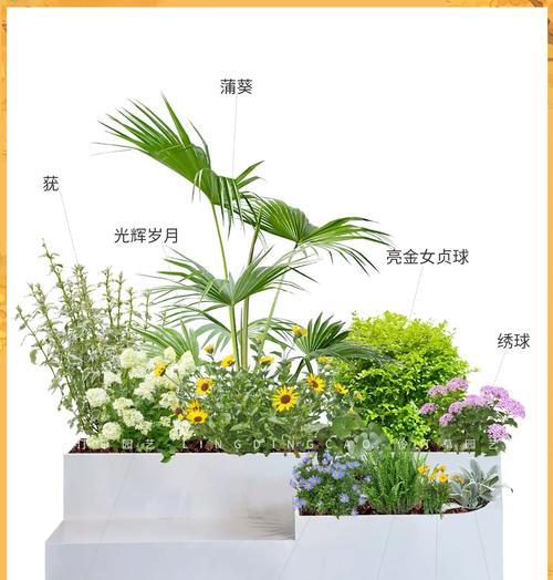 也门铁新叶子发黄焦叶是怎么回事？可能的原因及预防措施是什么？