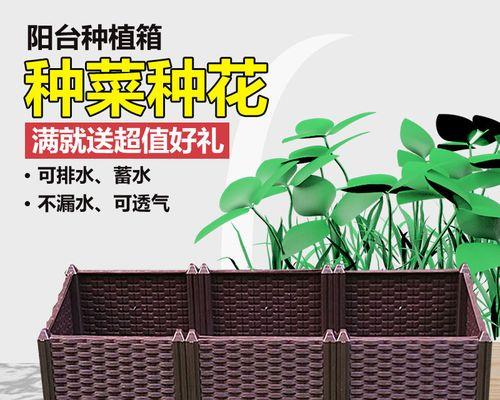 也门铁新叶子发黄焦叶是怎么回事？可能的原因及预防措施是什么？