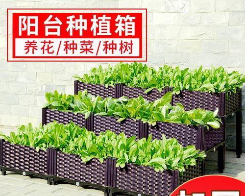 艾斯呆拉朱顶红颜色特点是什么？