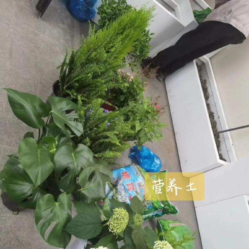 艾斯呆拉朱顶红颜色特点是什么？