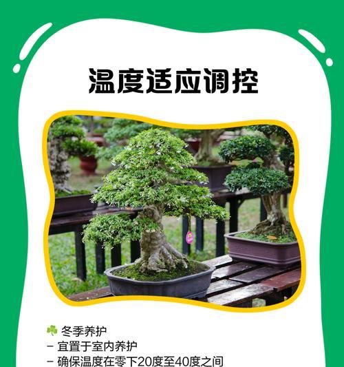 石洞白蜡盆景的养护技巧有哪些？如何正确养护石洞白蜡盆景？