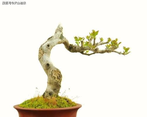 石洞白蜡盆景的养护技巧有哪些？如何正确养护石洞白蜡盆景？