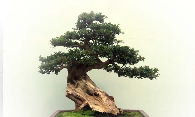 石洞白蜡盆景的养护技巧有哪些？如何正确养护石洞白蜡盆景？
