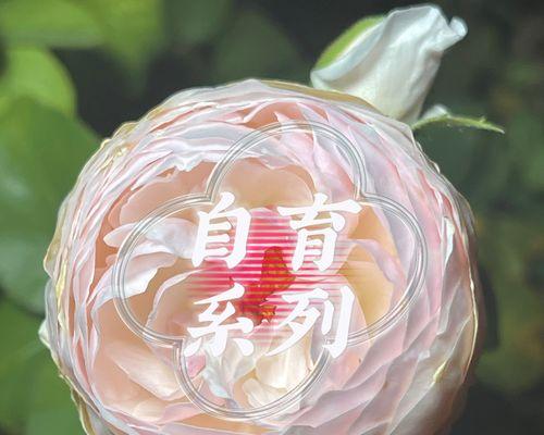 自育月季花的方法有哪些？