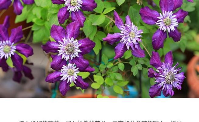阳台铁网种什么花？哪些植物适合种植？