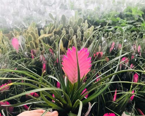 阳台铁网种什么花？哪些植物适合种植？