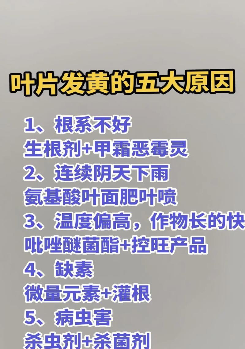 银杏新叶发黄怎么办？可能的原因是什么？