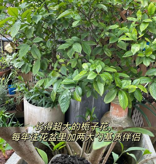 自制施肥有哪些小技巧？怎样才能更环保有效？