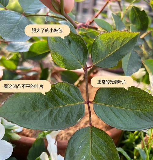 自制施肥有哪些小技巧？怎样才能更环保有效？