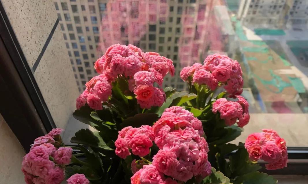 封闭西向阳台种什么花好？有哪些推荐？