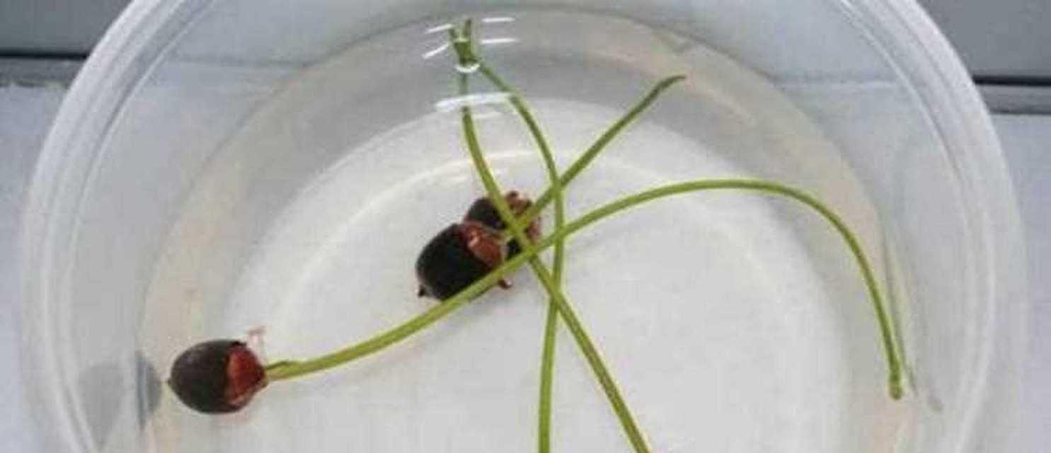 挽联叶子发黄了怎么办？如何处理和预防？