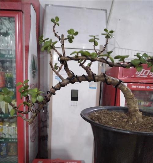 盆景铝丝拉线钳的正确使用方法是什么？如何操作？