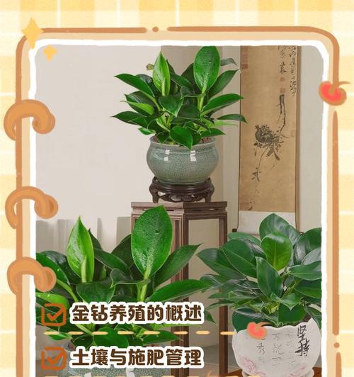 金钻绿植叶子发黄烂掉的原因是什么？如何拯救？
