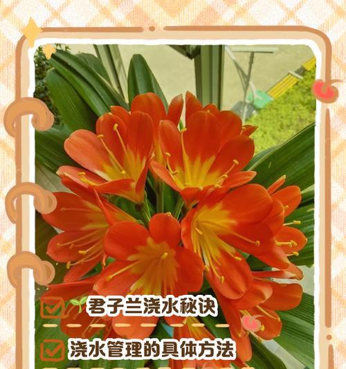 君子兰用什么土养根最好？养根的正确方法是什么？