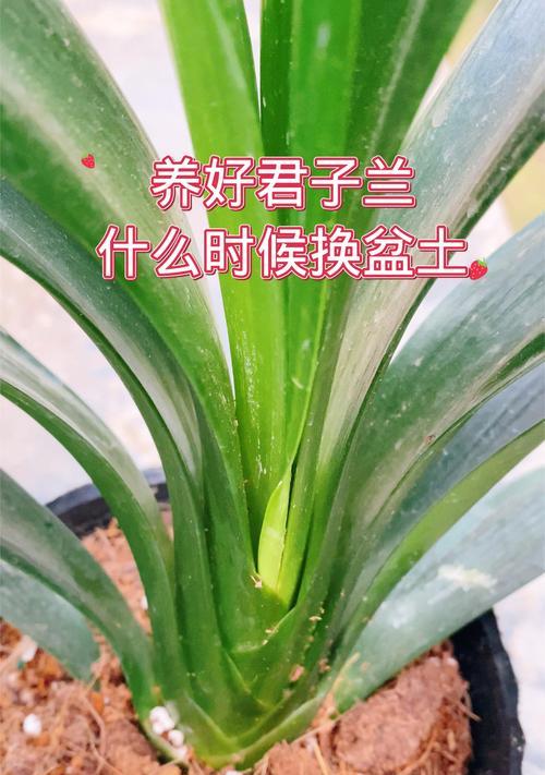君子兰用什么土养根最好？养根的正确方法是什么？