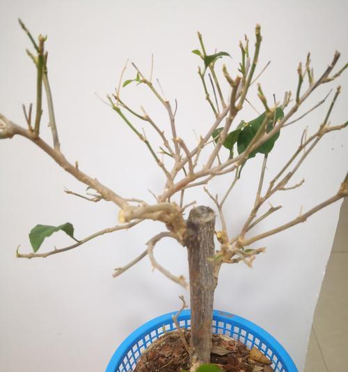 三角梅种子怎么发芽最快最好？三角梅种子发芽的技巧和方法是什么？