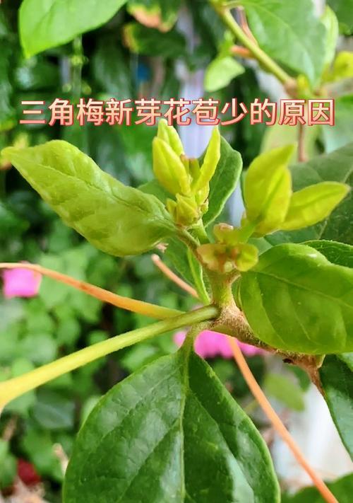 三角梅种子怎么发芽最快最好？三角梅种子发芽的技巧和方法是什么？