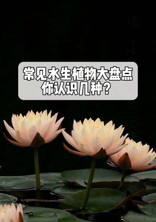 新西兰有哪些常见的水生植物？