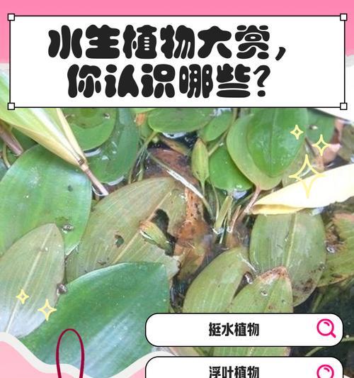 新西兰有哪些常见的水生植物？