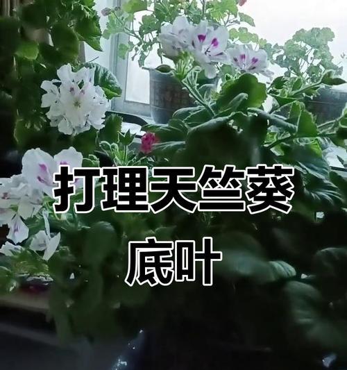 天竺葵尖叶难养怎么办？解决措施有哪些？