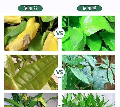 过道树圆叶子发黄怎么办？叶子发黄的可能原因及处理方法是什么？