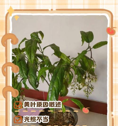 月经叶子顶部发黄是什么原因？
