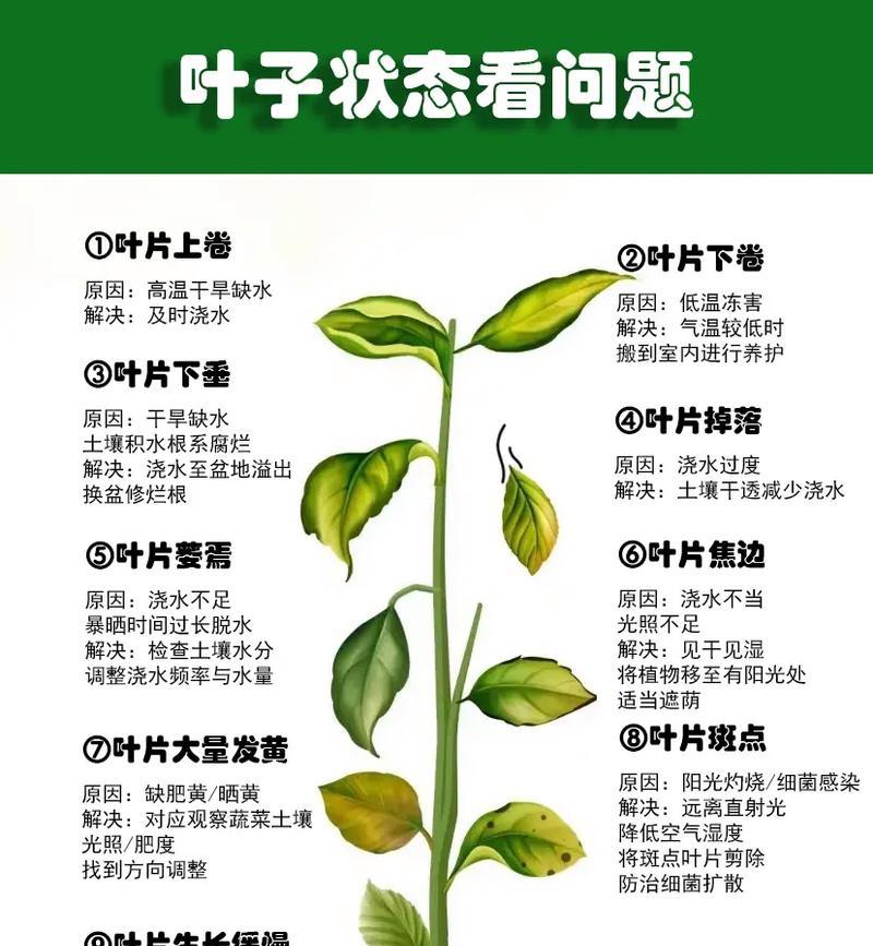 土豆叶子发黄的原因是什么？