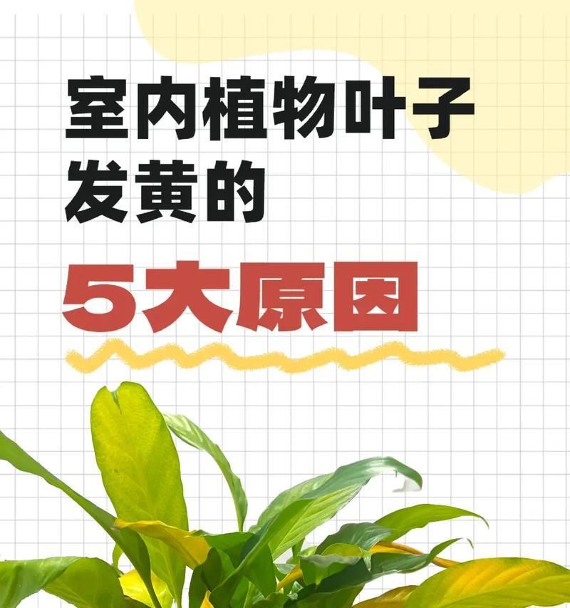 土豆叶子发黄的原因是什么？