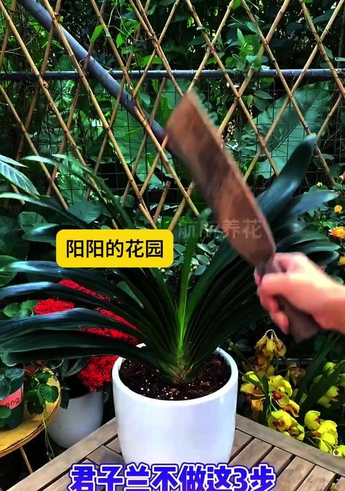 为什么有人养君子兰不开花？如何解决？