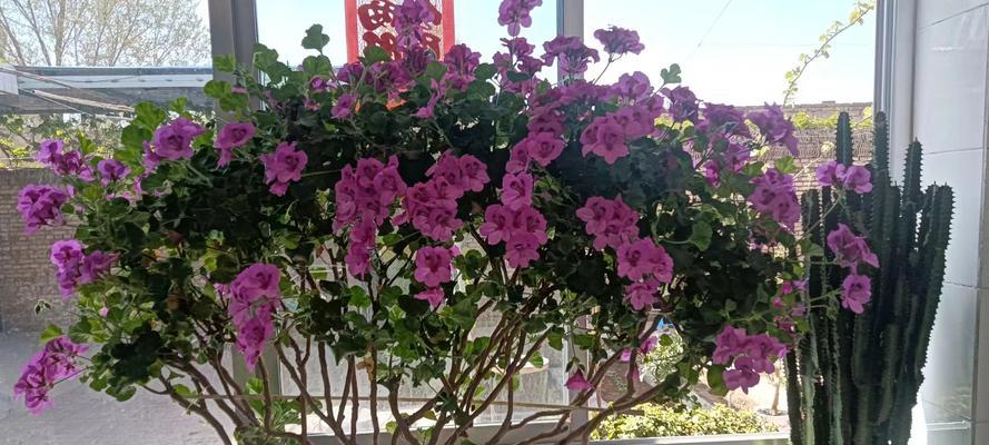 花盆中天竺葵的架子搭建技巧是什么？