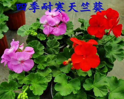 花盆中天竺葵的架子搭建技巧是什么？
