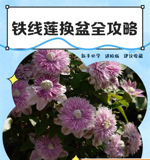 2月份铁线莲到家后如何正确养护？